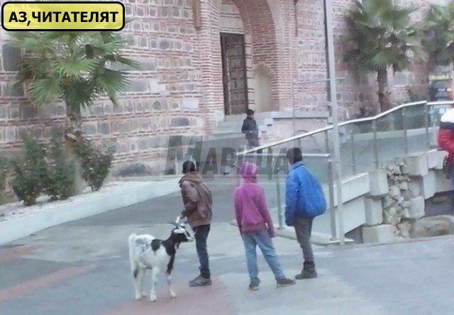 Ексклузивно: Коза направи един тегел по Главната (СНИМКА)