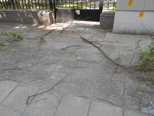Силният вятър чупи клони (снимки)