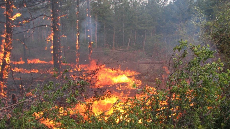 Областният управител определи пожароопасен сезон в горските територии на област Пазарджик