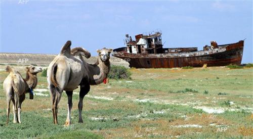 Кръстьо Дъбов, Зоопарк – Бургас: При нас пристигна бяла двугърба камила, която е вече на 10 месеца