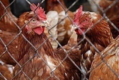 БАБХ откри инфлуенца по птиците в стопанство във Видинско
