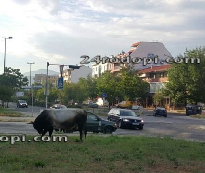 Кърджали се превърна в Памплона! Огромен бик обикаля града и напада хората
