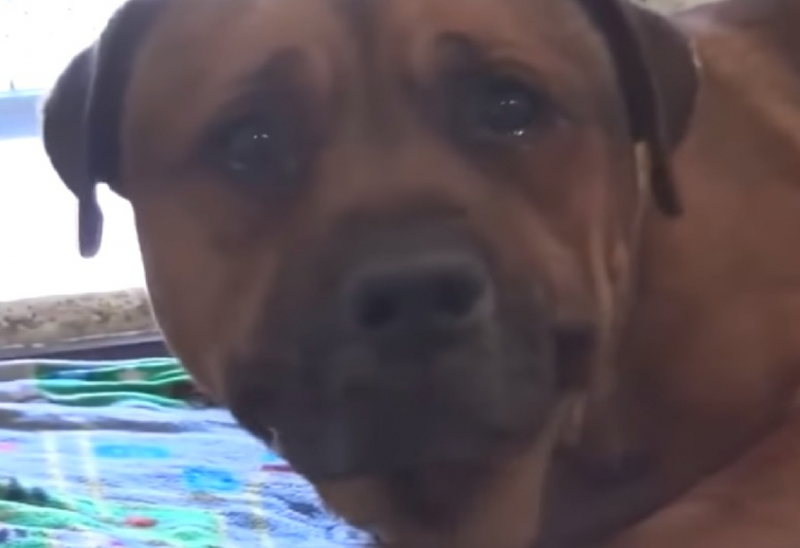 Предано куче заплака, след като разбра, че са го изоставили (ВИДЕО)