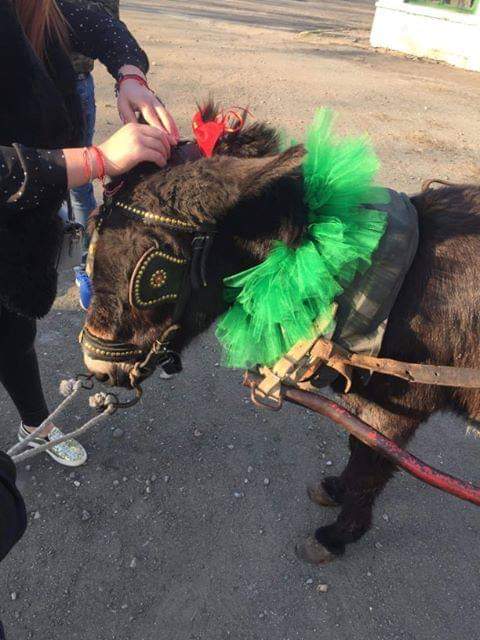 Бъдещи ветеринарни лекари поканиха класната си на бала по оригинален начин (СНИМКИ)