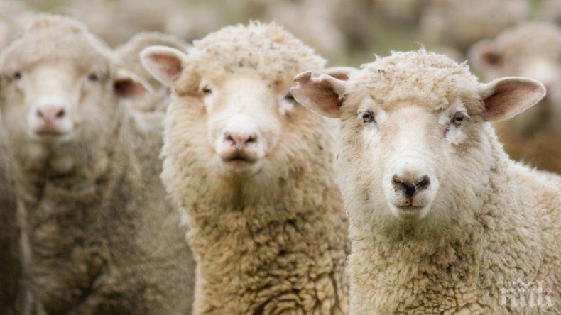 Оплодиха овце по революционен начин