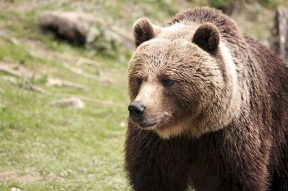 Първо мечо нападение в Смолянско за тази година, стръвница уби две овце и агне