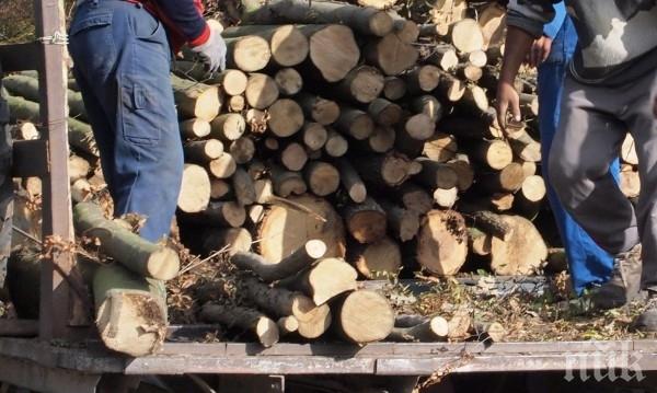 Криза за дърва в Кърджали