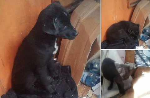 Малко кученце живее до болница в Пловдив. Търси си истински дом (СНИМКИ)