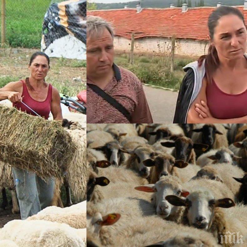 11-те овце в Болярово умрели от преяждане, чума нямало