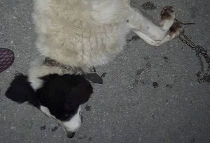 Брутален случай на агресия потресе габровци! (СНИМКИ 18+)