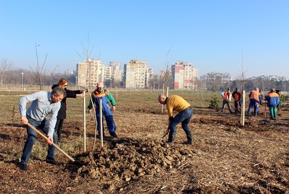 Засадиха още 100 чинара, 30 борчета и 20 еводии в парк