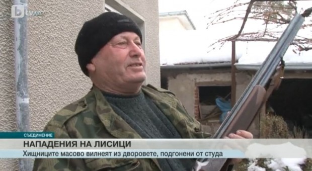 От глад и студ: Лисици нападат в Пловдивско