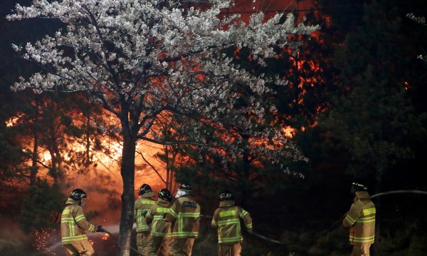 Горски пожари заплашват 5 града в Южна Корея