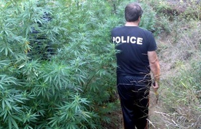 Прокуратурата в Червен бряг иска ареста на двама с оранжерия за наркотици