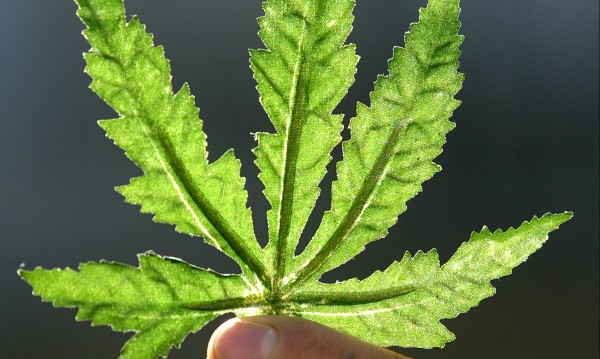 Лекарска рецепта за буйно 4-годишно дете: Бисквитки с... марихуана