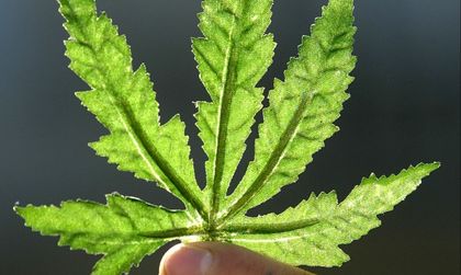 Лекарска рецепта за буйно 4-годишно дете: Бисквитки с... марихуана