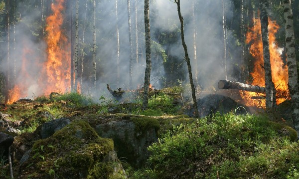 Голям пожар гори на втория ръкав на Халкидики - Ситония