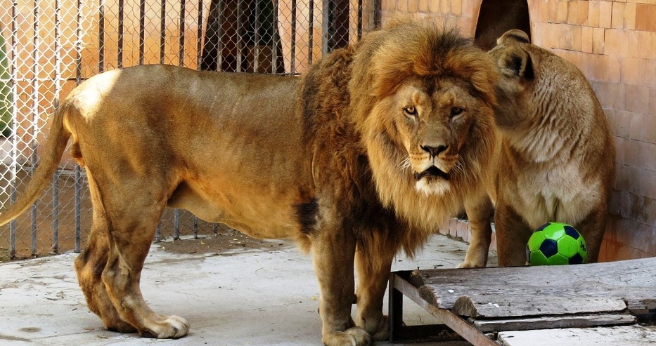Царски рожден ден в Зоопарка във Варна! Лъвът Симба празнува зрялата си възраст (снимки)