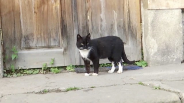 Котарак измина 300 км, за да се върне в родния си манастир