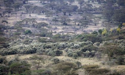 В Кения преносимите тоалетни спасят дърветата