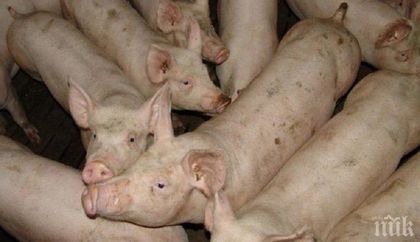 Паника и избиване на прасета в Червен бряг заради необяснима кметска заповед