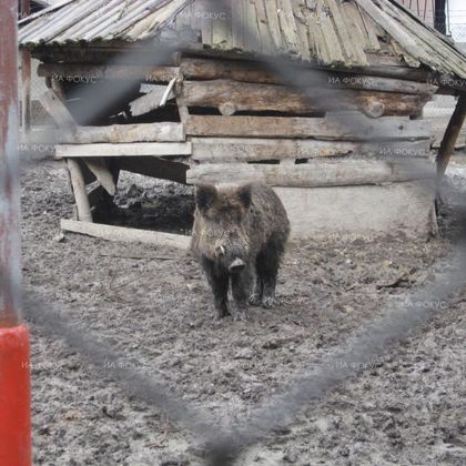 Д-р Петър Бодуров, ветеринар: Африканската чума е сериозно заболяване и, ако не се вземат мерки, свиневъдството в България ще загине