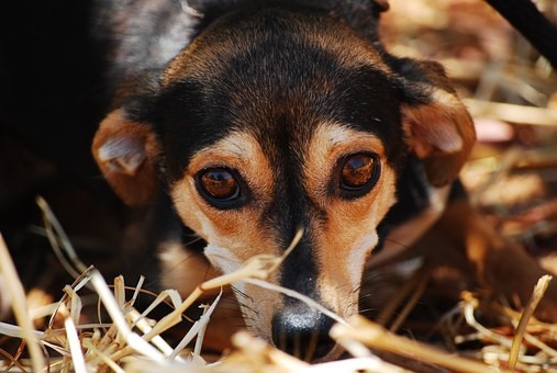 Велико Търново: 90% от домашните кучета в града не са регистрирани в Общината