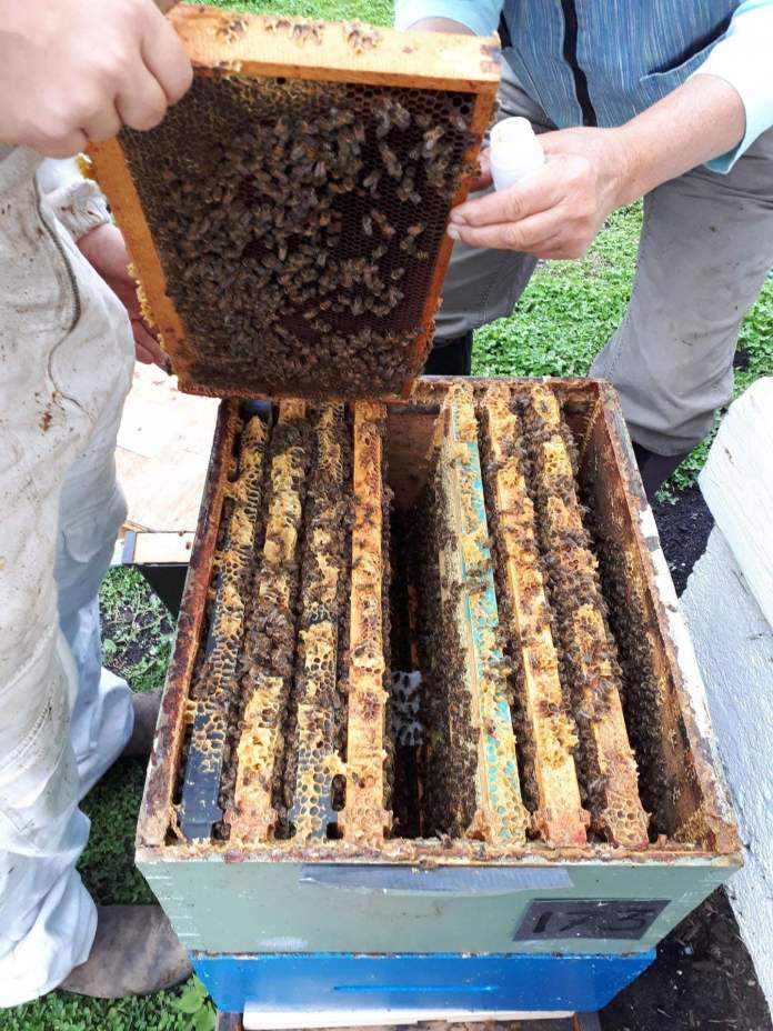 Как пчелите могат да ни помогнат да измерваме градското замърсяване