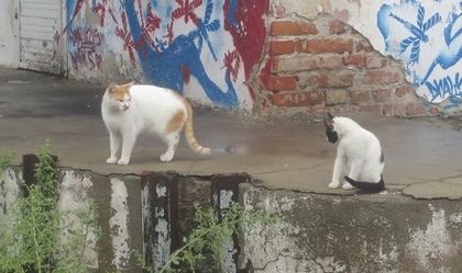 Улични котки превзеха дрогерия в Пловдив СНИМКИ