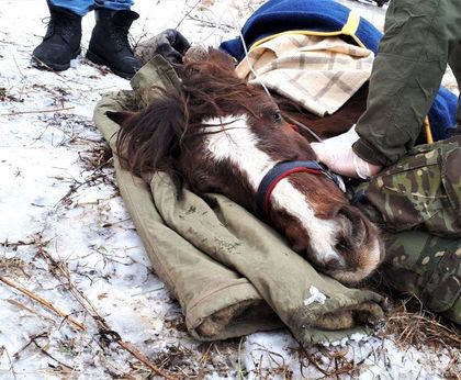 Софиянец остави кобилата си да мре в калта на пътя, но си прибра каруцата (СНИМКИ)