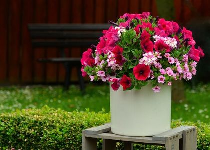 Грешки при отглеждането на саксийни цветя