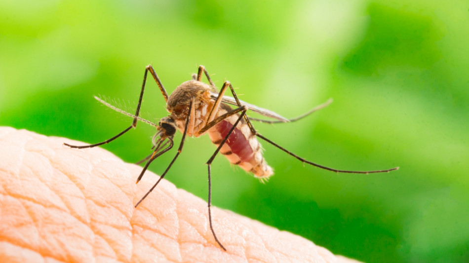 Учени разкриха коя кръвна група привлича най-много комарите