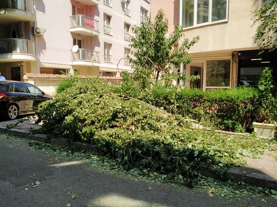 Огромно дърво се строполи на тясна столична уличка! По чудо няма потрошени коли и пострадали