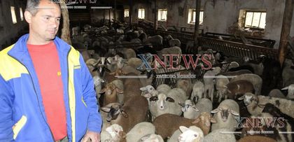 Седмица преди Великден: Слабо търсене на агнета