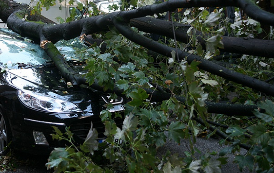 15 сигнала за паднали дървета от сутринта в Пловдив, затиснати са автомобили
