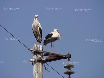 Димитър Попов, БЗДП - Гоце Делчев: През 2018 година продължи наблюдението на щъркелово гнездо в село Баничан
