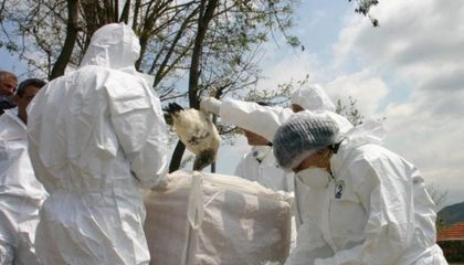 Откриха огнище на птичи грип край Пловдив