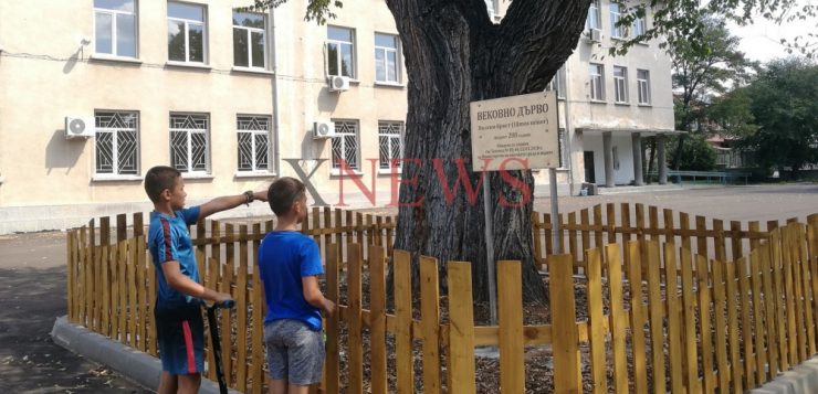 Обявиха вековно дърво в село Черепово