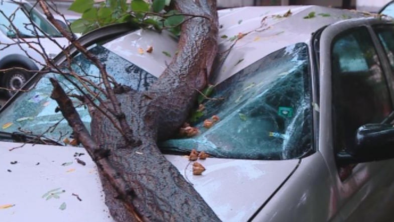 Дърво потроши кола, паркирана в центъра на Пловдив