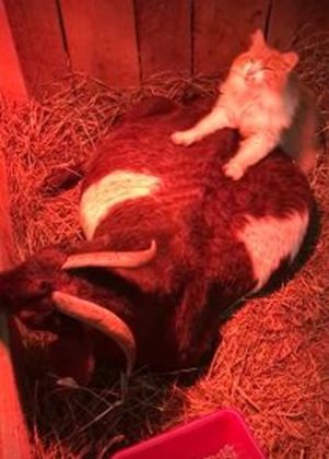 Котарак стана акушер на бременна козичка (Видео)