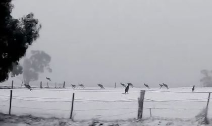 Студ в Австралия. Снимаха кенгурута да скачат в снега ВИДЕО