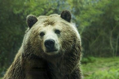 Мечка отново тормози жители на Смолян