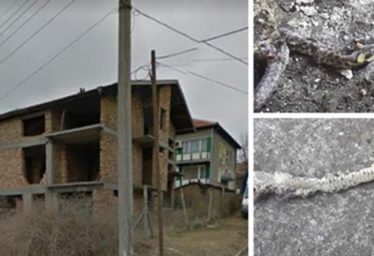 Пълзяща напаст в Аксаково! Хората са на нокти, страхуват се за живота на децата си! (СНИМКИ)