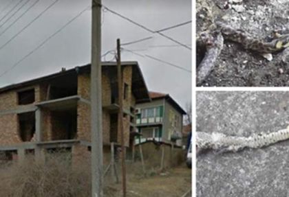 Пълзяща напаст в Аксаково! Хората са на нокти, страхуват се за живота на децата си! (СНИМКИ)