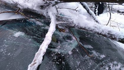 Дърво падна върху движещ се автомобил и го потроши