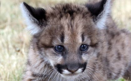 Пумите Меси и Неймар се продават, Суарес остава