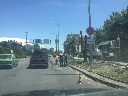 Премахнаха опасно дърво в Пловдив, отпразнуваха го с кючек