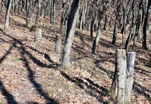 Бракониери с резачки нападнаха Кенана