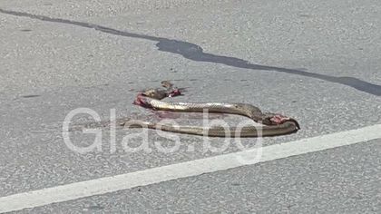 Огромна змия намери смъртта си на пловдивски булевард