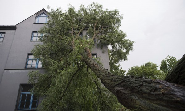 Силен вятър и паднали дървета спряха влакове в Германия